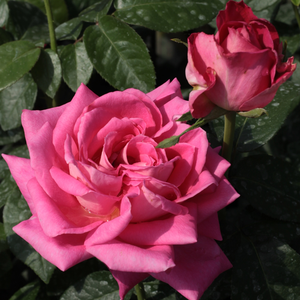 Roz cu dosul petalelor alb argintiu - trandafir teahibrid